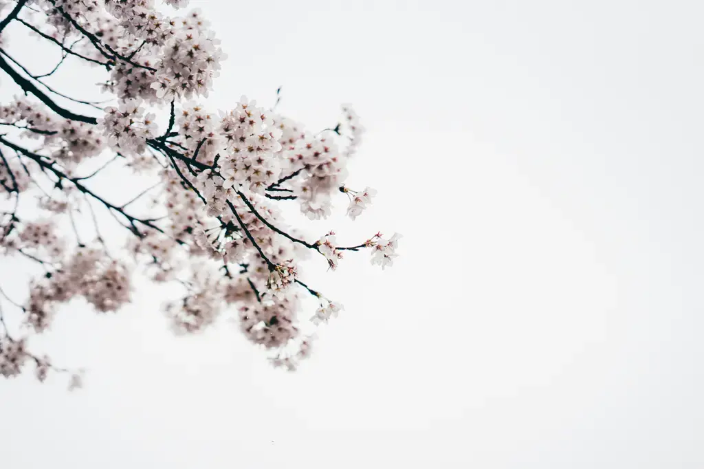 滾珠香水：香氣縈繞，奢華體驗